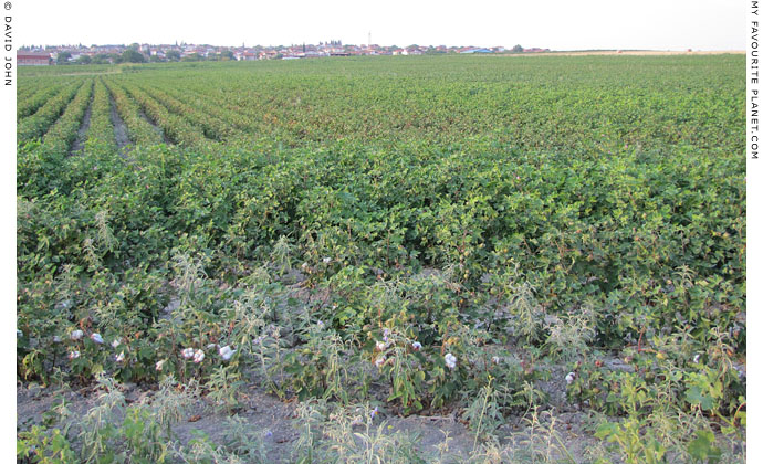 A cotton field near the village of Pella, Macedonia, Greece at The Cheshire Cat Blog