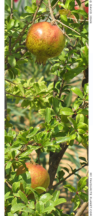 Pomegranates growing in the garden of the Lyceum, Athens, Greece at The Cheshire Cat Blog