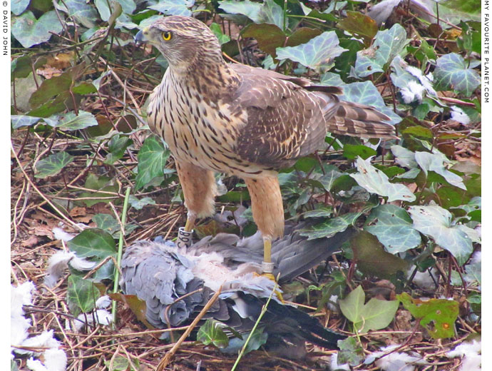 A northern goshawk guards its prey at The Cheshire Cat Blog