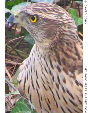 A young male northern goshawk in Berlin at The Cheshire Cat Blog