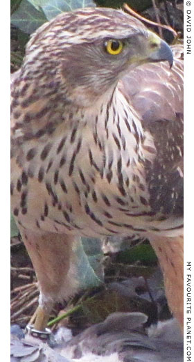 Close-up of a northern goshawk at The Cheshire Cat Blog