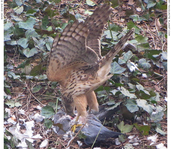 A northern goshawk with outstretched wings attacks its prey at The Cheshire Cat Blog