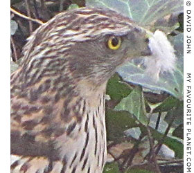 A northern goshawk with a beak full of pigeon feathers at The Cheshire Cat Blog
