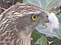Spitting feathers at The Cheshire Cat Blog Spitting feathers at The Cheshire Cat Blog