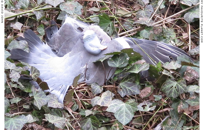 A dead pigeon in a Berlin garden at The Cheshire Cat Blog