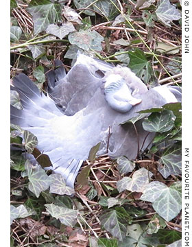 The mysterious case of the dead pigeon at The Cheshire Cat Blog