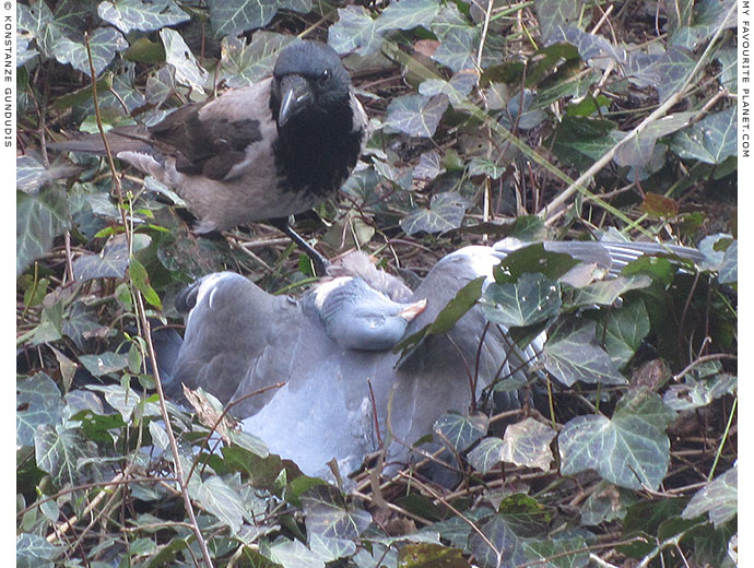 A hooded crow feeds on a dead pigeon at The Cheshire Cat Blog