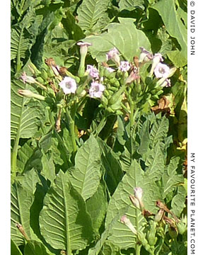 Tobacco plants growing in Dion, Macedonia, Greece at The Cheshire Cat Blog