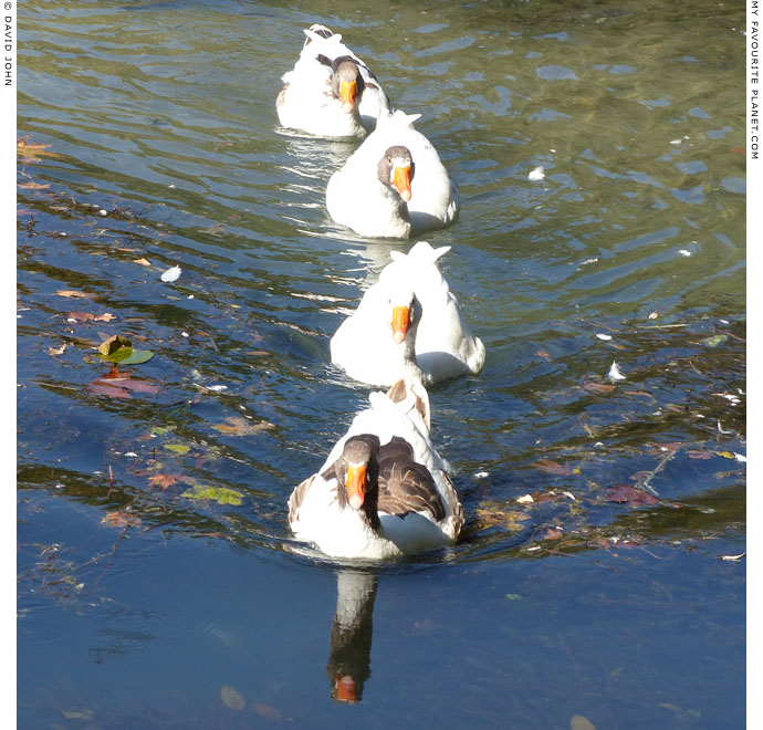 Geese swimming in Dion Archaeological Park, Macedonia at The Cheshire Cat Blog