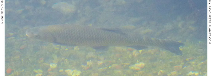a fish in Dion Archaeological Park, Macedonia at The Cheshire Cat Blog