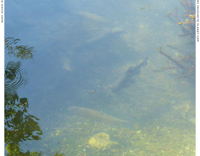 Furtive fish in Dion Archaeological Park, Macedonia at The Cheshire Cat Blog