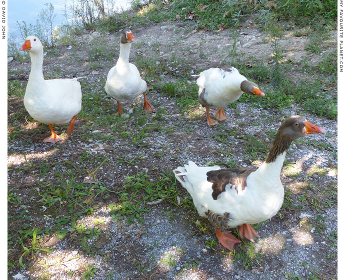 Geese seek lunch in Dion Archaeological Park, Macedonia at The Cheshire Cat Blog