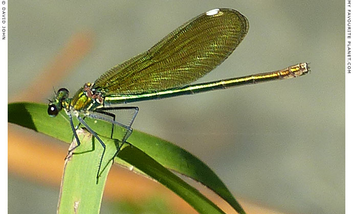 A green dragonfly in Dion Archaeological Park, Macedonia at The Cheshire Cat Blog