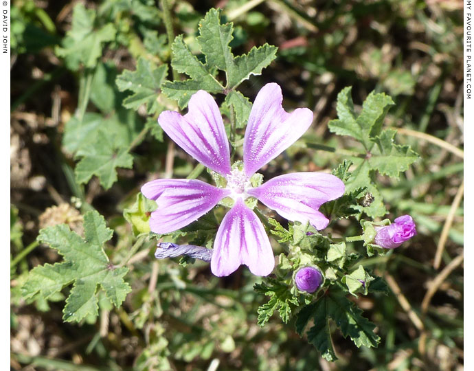 Common mallows in Dion Archaeological Park, Macedonia at The Cheshire Cat Blog