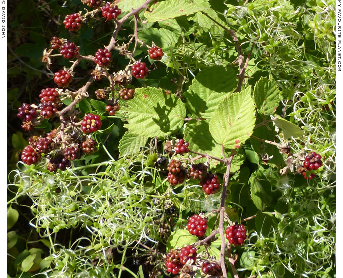 Wild blackberries in Dion Archaeological Park, Macedonia at The Cheshire Cat Blog
