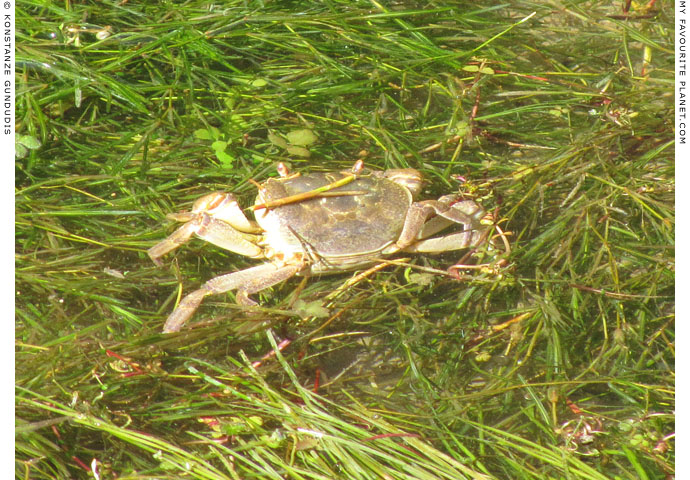 An unexpected crab in Dion Archaeological Park, Macedonia at The Cheshire Cat Blog
