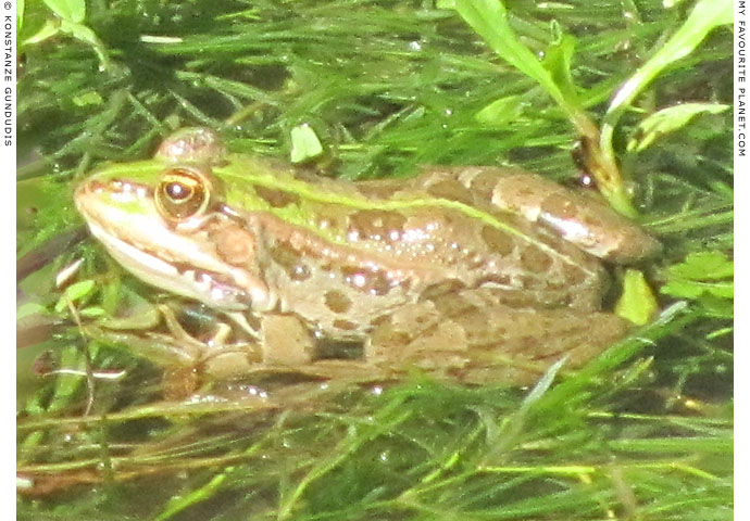 A frog in Dion Archaeological Park, Macedonia at The Cheshire Cat Blog