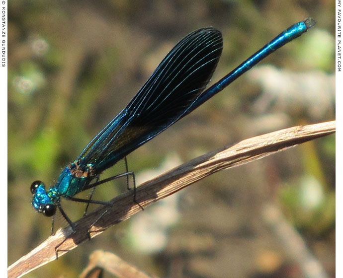 A blue dragonfly in Dion Archaeological Park, Macedonia at The Cheshire Cat Blog