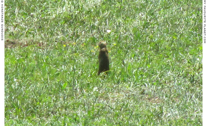 Citellus citellus in Dion Archaeological Park at The Cheshire Cat Blog