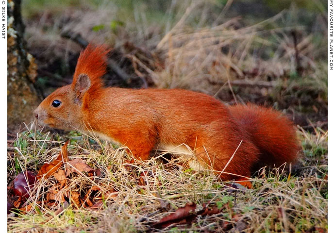 Ready, steady, squirrel at The Cheshire Cat Blog