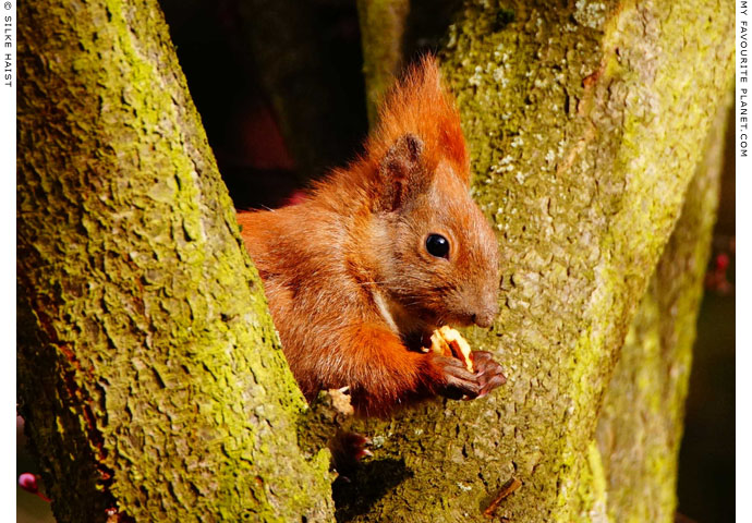 A squirrel eating a nut in Berlin, Germany at The Cheshire Cat Blog