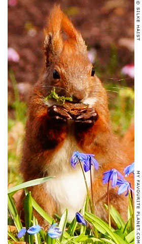 A squirrel having breakfast by Silke Haist at The Cheshire Cat Blog