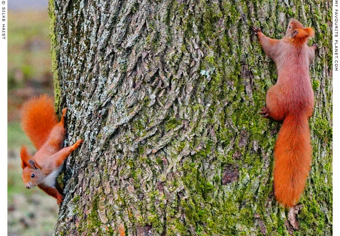 Tree-hugging red squirres in Berlin, Germany at The Cheshire Cat Blog