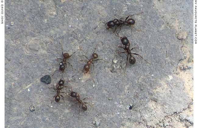 Ants around my ankles at The Mysterious Edwin Drood's Column