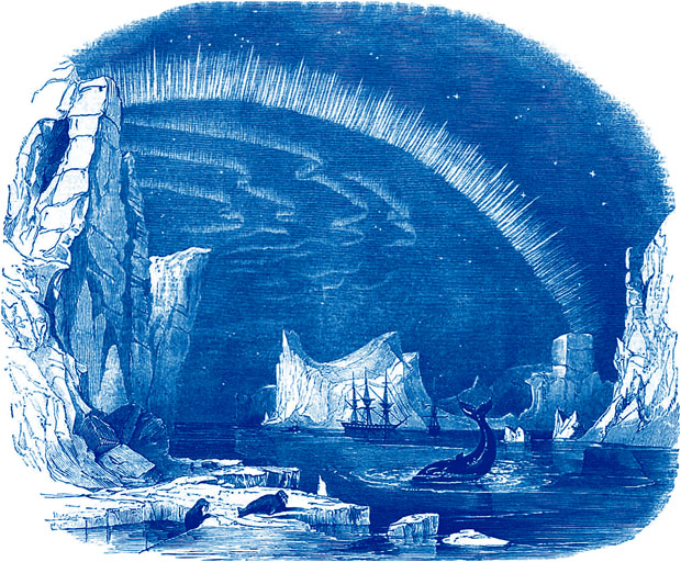whale in the Arctic