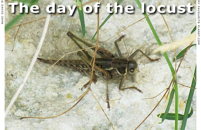 The day of the locust at the Mysterious Edwin Drood's Column