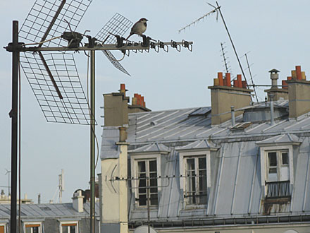 Montmartre rooftops, Paris at My Favourite Planet