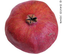 A pomegranate at My Favourite Planet A pomegranate at My Favourite Planet