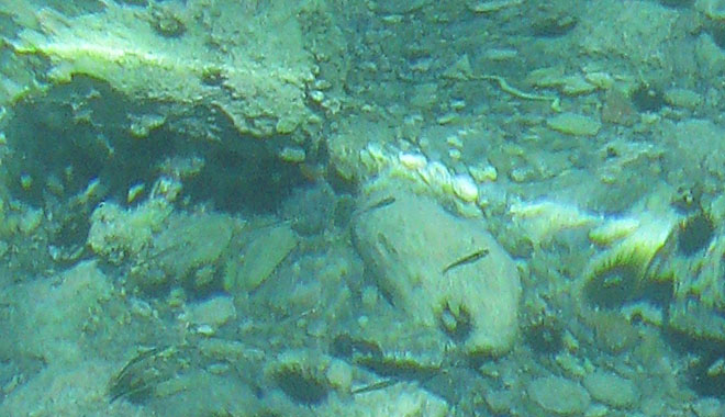 Tiny fish and sea urchins in the sea in Kastellorizo harbour, Greece at My Favourite Planet