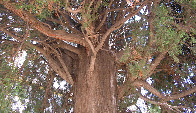 Sheltering tree near Agios Giorgos Tou Pigadiou church, Kastellorizo, Greece at My Favourite Planet