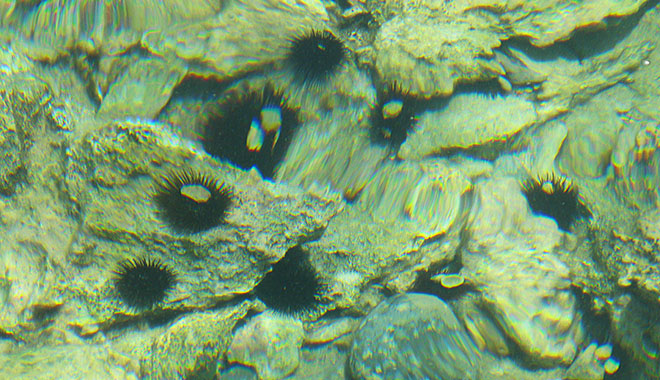 Spiny sea urchins lurk on the sea bed in Kastellorizo harbour, Greece at My Favourite Planet