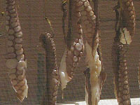 Octopuses drying in Kastellorizo, Greece at My Favourite Planet