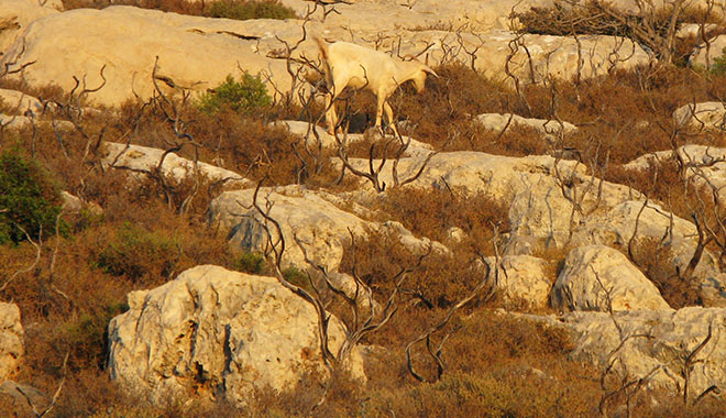 White goat on the plateau above Kastellorizo, Greece at My Favourite Planet