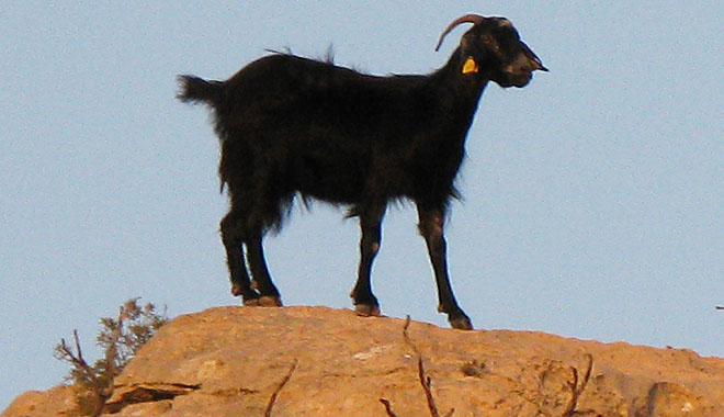 The Lone Goat stands his ground on the plateau above Kastellorizo, Greece at My Favourite Planet