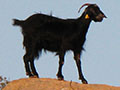 goats on Kastellorizo island, Greece at My Favourite Planet