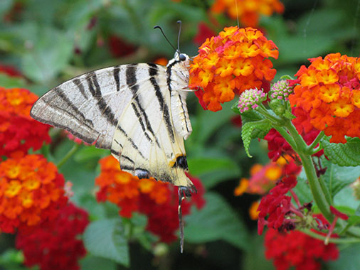 A swallowtail butterfly in Kastellorizo, Greece at My Favourite Planet