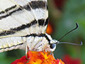 Swallowtail butterfly Kastellorizo island, Greece at My Favourite Planet