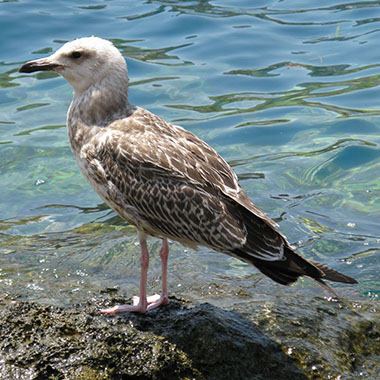 Young seagull on the harbour front, Kastellorizo, Greece at My Favourite Planet