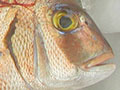 Fish on a dish in a Kastellorizo restaurant, Greece at My Favourite Planet