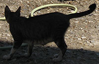 Kastellorizo cat at My Favourite Planet