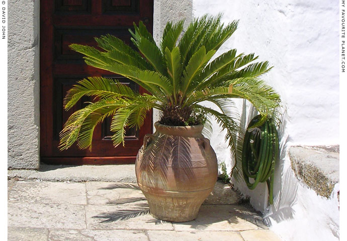 A palm plant in the inner courtyard at My Favourite Planet