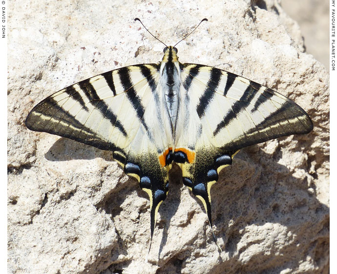 A swallowtail butterfly on Acrocorinth, Greece at My Favourite Planet