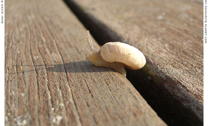 A snail in Kavala's Kastro at My Favourite Planet