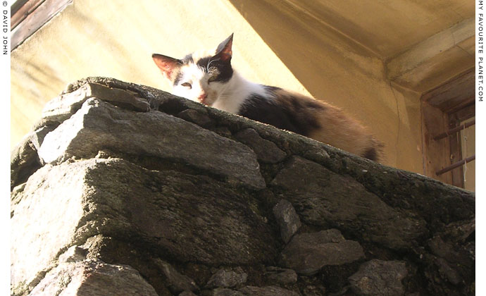 Kavala cat at My Favourite Planet