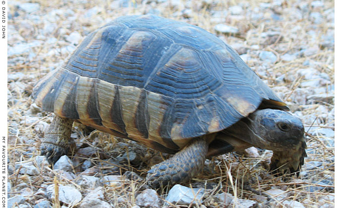 Tortoise in the Agora of Athens, Greece at My Favourite Planet