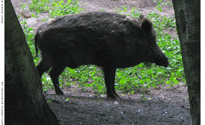 a wild boar at My Favourite Planet a wild boar